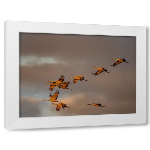 Usa-California A flock of sandhill cranes flies at sunset-near Lodi-California White Modern Wood Framed Art Print by Sederquist, Betty