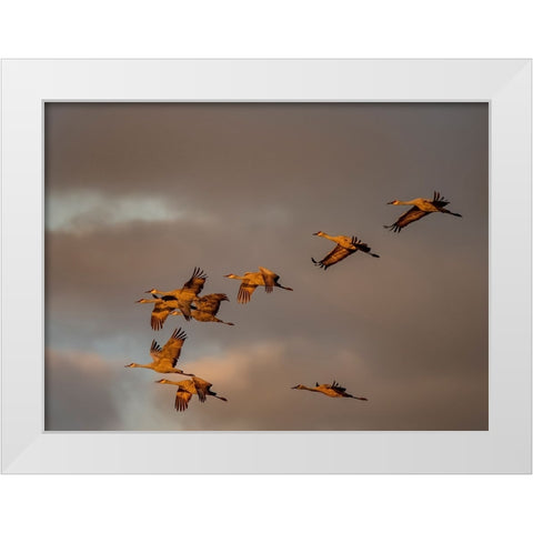 Usa-California A flock of sandhill cranes flies at sunset-near Lodi-California White Modern Wood Framed Art Print by Sederquist, Betty