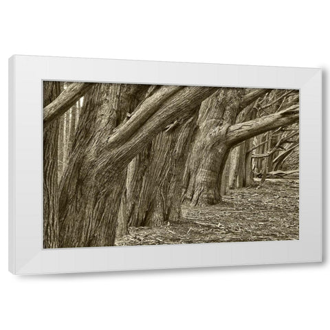 Usa-California Huge cypress trees grow in a line near a Point Reyes road White Modern Wood Framed Art Print by Sederquist, Betty