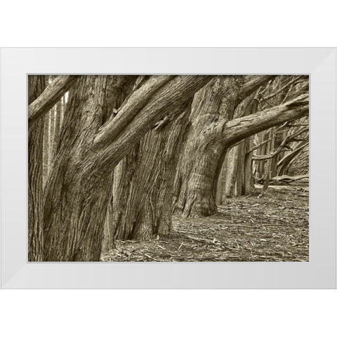 Usa-California Huge cypress trees grow in a line near a Point Reyes road White Modern Wood Framed Art Print by Sederquist, Betty