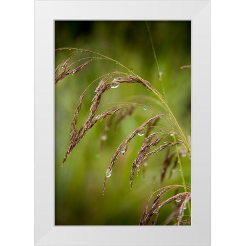 Rain drops glisten on this weed in spring White Modern Wood Framed Art Print by Sederquist, Betty