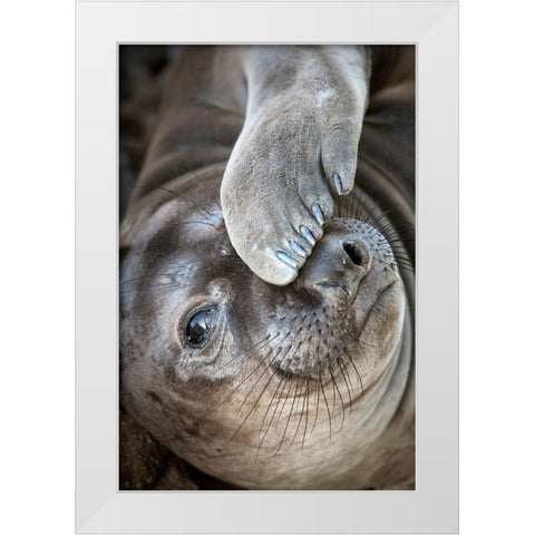 Usa-California A curious elephant seal pup goes eye to the eye with the photographer White Modern Wood Framed Art Print by Sederquist, Betty