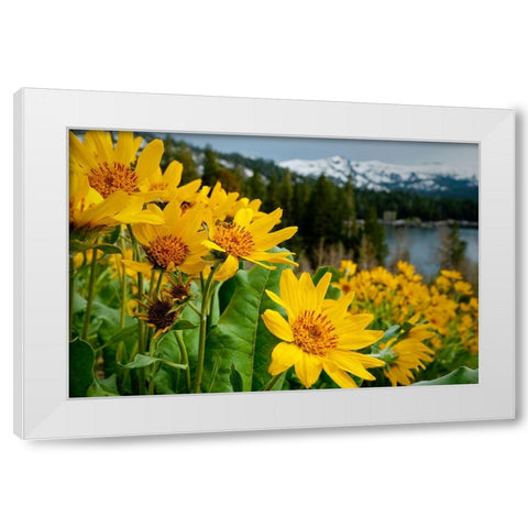 Summer-mule ear flowers flourish along the edges of Caples Lake in the Carson Pass area White Modern Wood Framed Art Print by Sederquist, Betty