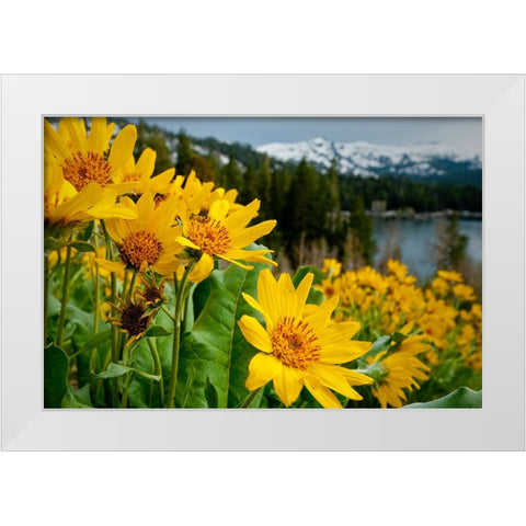 Summer-mule ear flowers flourish along the edges of Caples Lake in the Carson Pass area White Modern Wood Framed Art Print by Sederquist, Betty