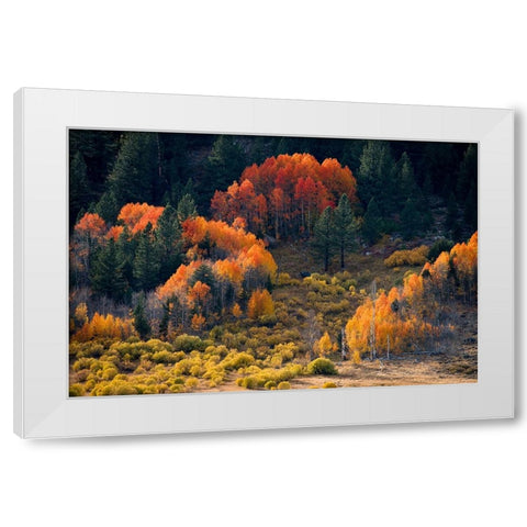 Usa-California-Sierra Nevada Hope Valley Aspens glow a brilliant orange during fall White Modern Wood Framed Art Print by Sederquist, Betty
