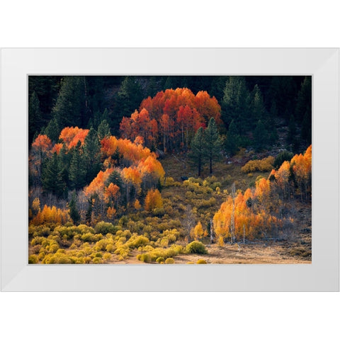 Usa-California-Sierra Nevada Hope Valley Aspens glow a brilliant orange during fall White Modern Wood Framed Art Print by Sederquist, Betty