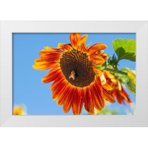 Honeybee lands on a huge sunflower. White Modern Wood Framed Art Print by Sederquist, Betty