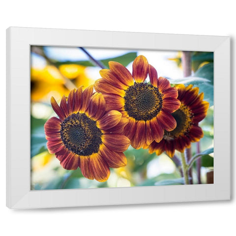 Trio of orange sunflowers gladdens a garden. White Modern Wood Framed Art Print by Sederquist, Betty