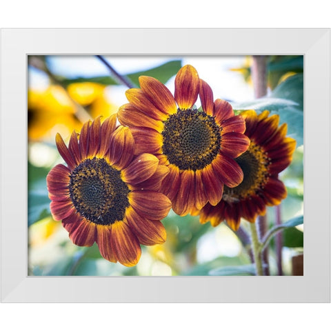 Trio of orange sunflowers gladdens a garden. White Modern Wood Framed Art Print by Sederquist, Betty