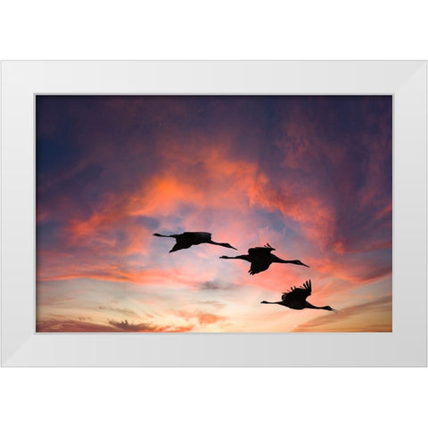 Trio of sandhill cranes settling in for the night. White Modern Wood Framed Art Print by Sederquist, Betty