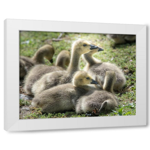 Canada geese goslings huddling together. White Modern Wood Framed Art Print by Sederquist, Betty