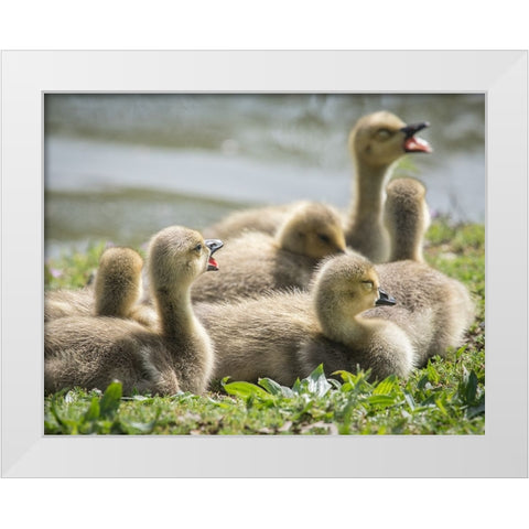 Canada geese goslings huddling together. White Modern Wood Framed Art Print by Sederquist, Betty