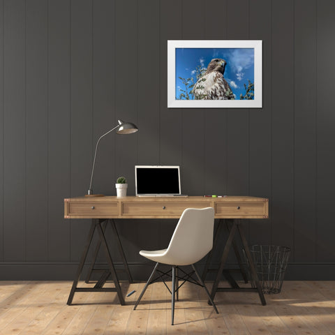 Closeup of red tailed hawk. White Modern Wood Framed Art Print by Sederquist, Betty