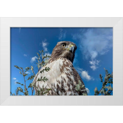 Closeup of red tailed hawk. White Modern Wood Framed Art Print by Sederquist, Betty