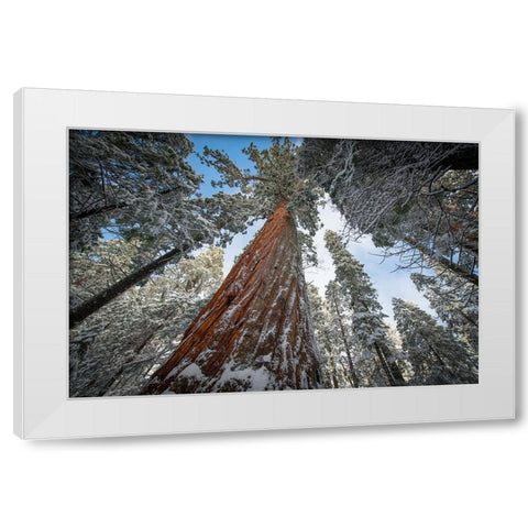 Fresh snow coating the trunk of this forest giant. White Modern Wood Framed Art Print by Sederquist, Betty