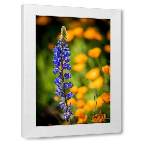 Lupines and poppies are two common wildflower that grow together. White Modern Wood Framed Art Print by Sederquist, Betty