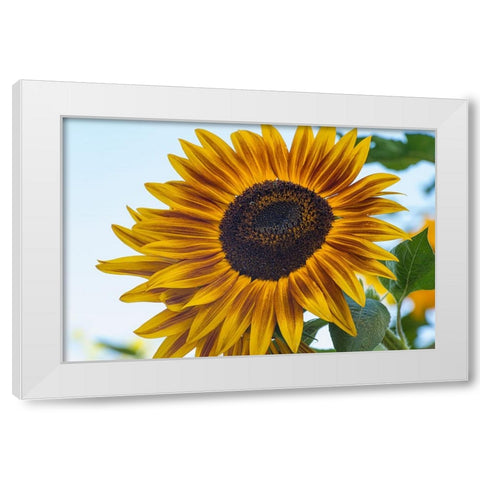 Sunflower brings happiness. White Modern Wood Framed Art Print by Sederquist, Betty