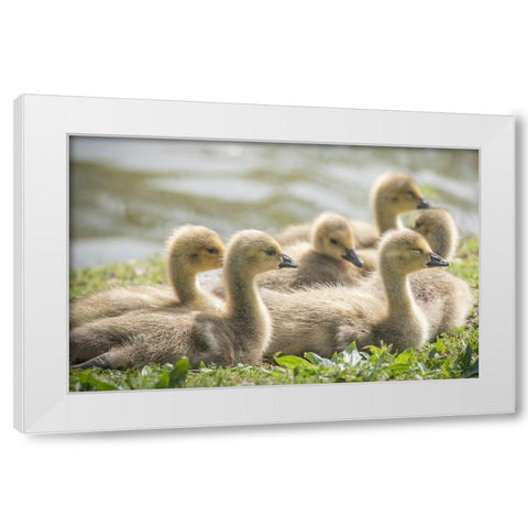Warm and fuzzy Canada geese goslings crowd together. White Modern Wood Framed Art Print by Sederquist, Betty