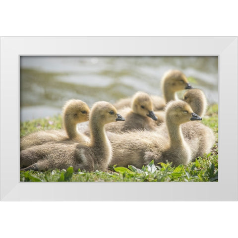 Warm and fuzzy Canada geese goslings crowd together. White Modern Wood Framed Art Print by Sederquist, Betty