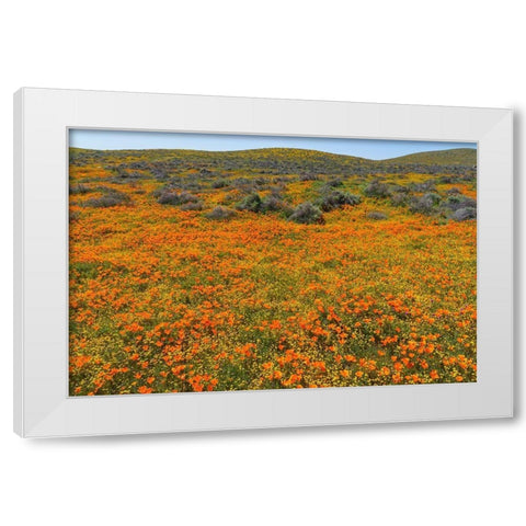 California A carpet of California poppies blooms amidst other wildflowers in the Lancaster Valley White Modern Wood Framed Art Print by Tharp, Brenda