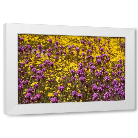 California Owls clover and a variety of yellow flowers fill a meadow in Carrizo Plain NM White Modern Wood Framed Art Print by Tharp, Brenda