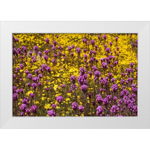 California Owls clover and a variety of yellow flowers fill a meadow in Carrizo Plain NM White Modern Wood Framed Art Print by Tharp, Brenda