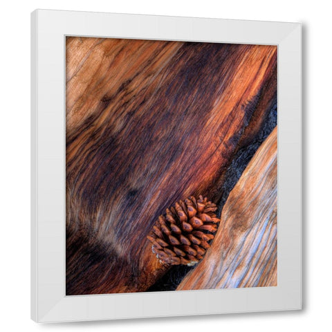 USA- California. White Mountains Bristle Cone Pine and Pine Cone. White Modern Wood Framed Art Print by Gulin, Darrell