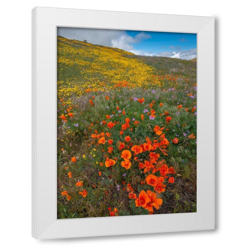 Orange Poppies-Goldfields and Filaree are protected from Wind near Lancaster and Antelope Valley White Modern Wood Framed Art Print by Garber, Howie