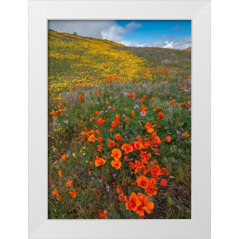 Orange Poppies-Goldfields and Filaree are protected from Wind near Lancaster and Antelope Valley White Modern Wood Framed Art Print by Garber, Howie