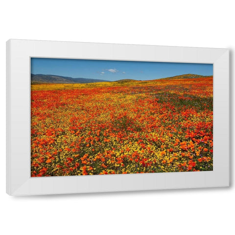 Hillside filled with Goldfields and California poppies near Lancaster and Antelope Valley White Modern Wood Framed Art Print by Garber, Howie