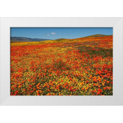 Hillside filled with Goldfields and California poppies near Lancaster and Antelope Valley White Modern Wood Framed Art Print by Garber, Howie