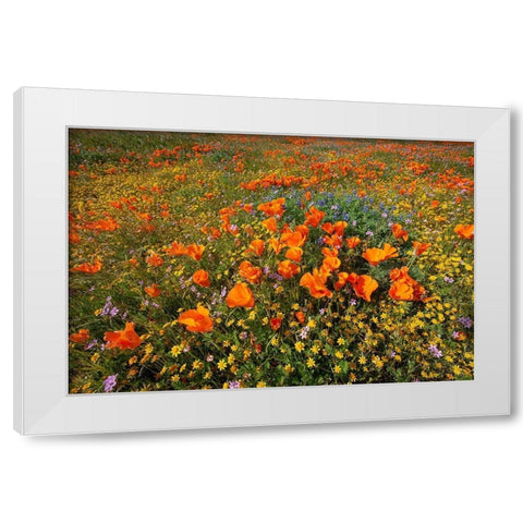 California-superbloom hillside near Lancaster-Yellow Goldfields-blue and purple filaree and Lupine White Modern Wood Framed Art Print by Garber, Howie