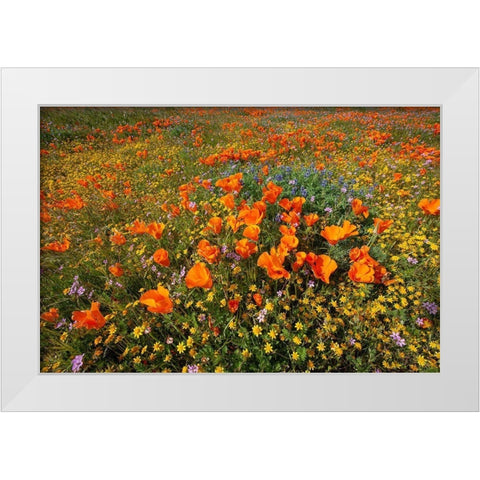 California-superbloom hillside near Lancaster-Yellow Goldfields-blue and purple filaree and Lupine White Modern Wood Framed Art Print by Garber, Howie