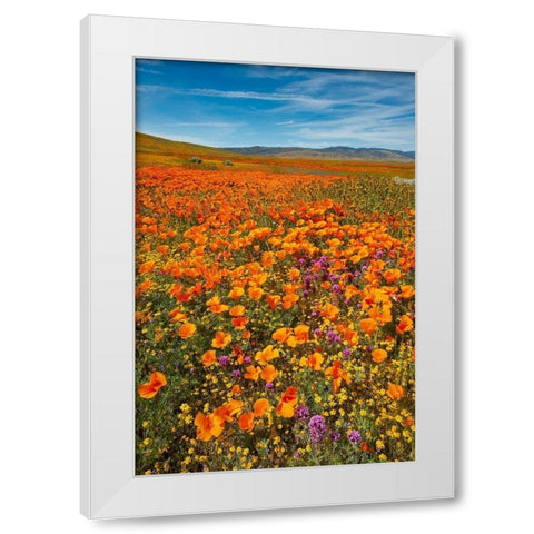 California-Owls Clover-Goldfields and California poppies on hillside near Lancaster-California White Modern Wood Framed Art Print by Garber, Howie