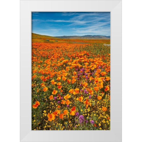 California-Owls Clover-Goldfields and California poppies on hillside near Lancaster-California White Modern Wood Framed Art Print by Garber, Howie
