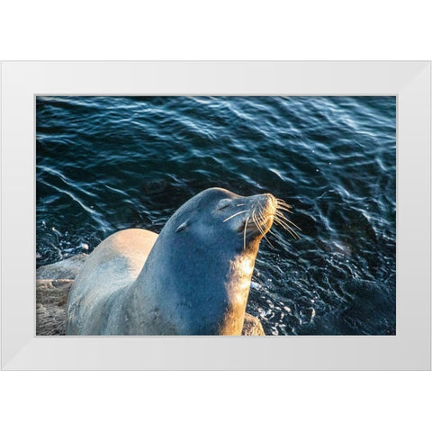 California-Monterey-Beachwater Cove Beach and Marina-Harbor Seal Sunning White Modern Wood Framed Art Print by Looney, Hollice