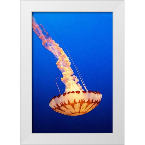 California-Monterey-Monterey Bay Aquarium-Jellyfish swimming White Modern Wood Framed Art Print by Looney, Hollice