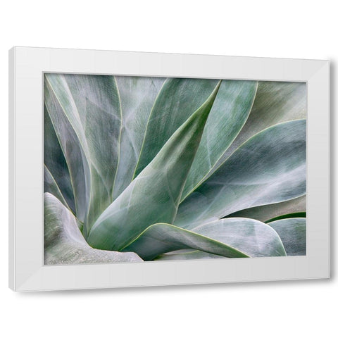 California-San Diego Agave plant (Agavaceae) White Modern Wood Framed Art Print by Eggers, Julie