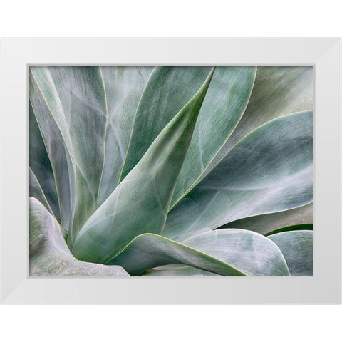 California-San Diego Agave plant (Agavaceae) White Modern Wood Framed Art Print by Eggers, Julie