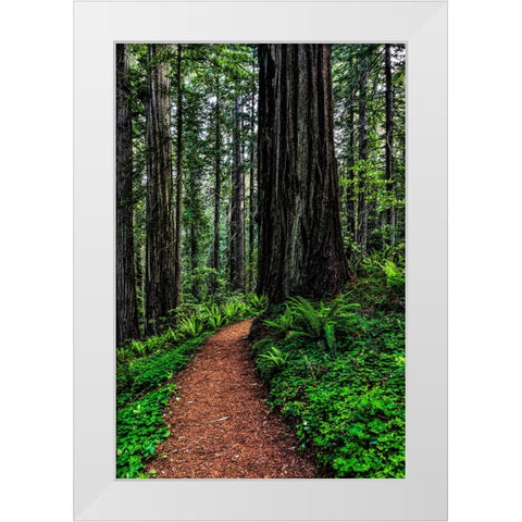 California-Crescent City-Damnation Creek Trail White Modern Wood Framed Art Print by Restuccia, Joe III