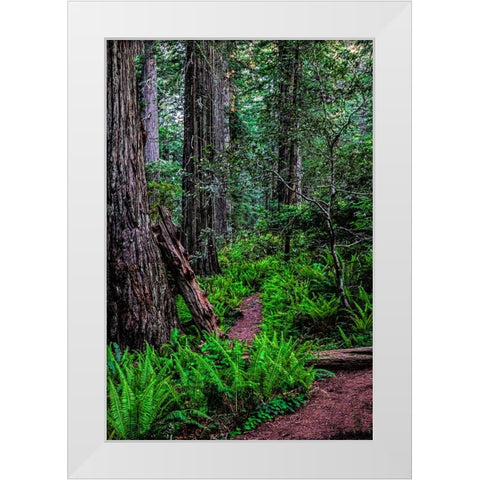 California-Crescent City-Damnation Creek Trail White Modern Wood Framed Art Print by Restuccia, Joe III