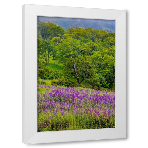 USA-California-Crescent City-Redwoods National Park-Silky Lupine White Modern Wood Framed Art Print by Restuccia, Joe III