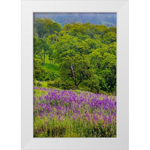 USA-California-Crescent City-Redwoods National Park-Silky Lupine White Modern Wood Framed Art Print by Restuccia, Joe III