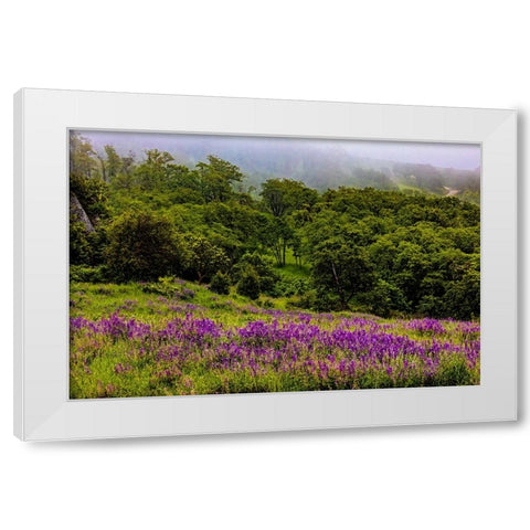 USA-California-Crescent City-Redwoods National Park-Bold Hills White Modern Wood Framed Art Print by Restuccia, Joe III
