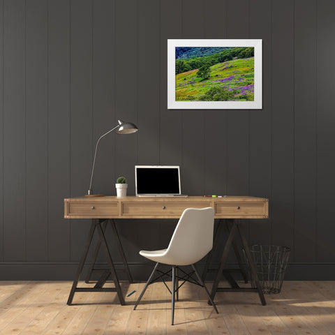 USA-California-Crescent City-Redwoods National Park-Bold Hills White Modern Wood Framed Art Print by Restuccia, Joe III