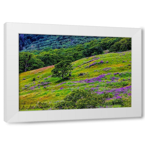 USA-California-Crescent City-Redwoods National Park-Bold Hills White Modern Wood Framed Art Print by Restuccia, Joe III