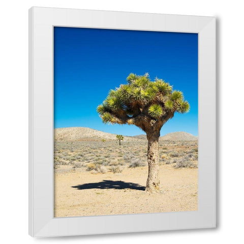 California Joshua Trees White Modern Wood Framed Art Print by Wild, Jamie and Judy