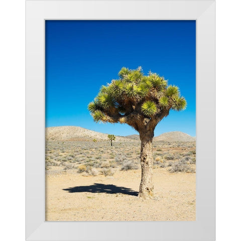 California Joshua Trees White Modern Wood Framed Art Print by Wild, Jamie and Judy