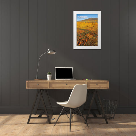 California Fields of California Poppy-Goldfields with clouds-Antelope Valley White Modern Wood Framed Art Print by Zimmerman, Judith