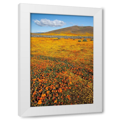 California Fields of California Poppy-Goldfields with clouds-Antelope Valley White Modern Wood Framed Art Print by Zimmerman, Judith